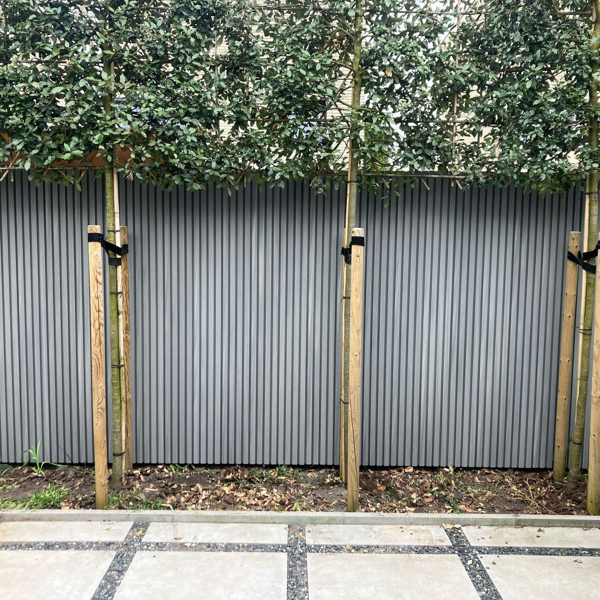 Verbundfassadenverkleidung - Ashwood